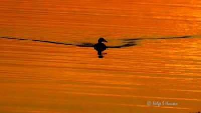 Verevågen - atter en solnedgang.
Keywords: Verevågen