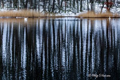 Straumen naturreservat vinteren 2025
Keywords: Straumen