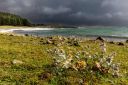 Austre-Hauge-Fakhaugsanden-strandtistel_050926_0696.jpg
