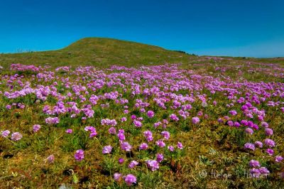 Vennligst ikke tråkk i blomsterbedet.
Strandnelliker ved Austre Hauge/Haugviga (20.05.2024).
Keywords: Haugestranda;Haugviga