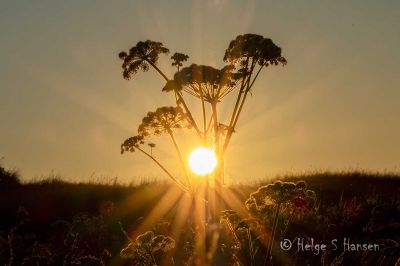 Sommerkveld i Havika.
Keywords: Havika