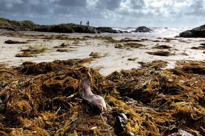 Stormen Floris i Tarevika 05.08.2025.
Frister en fiskesuppe med en nesten fersk berggylte?
Keywords: Tarevika