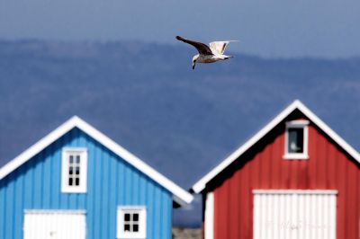 Verevågen
Fra måkens synspunkt i fugleperspektiv.
Keywords: Verevågen