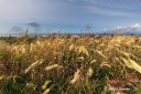 Gress_i_vind_080625_2446.jpg