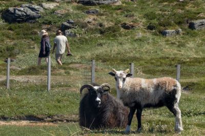 Einarsneset.
Et gjerde skal holde noen utenfor og andre innenfor.
Keywords: Einarsneset