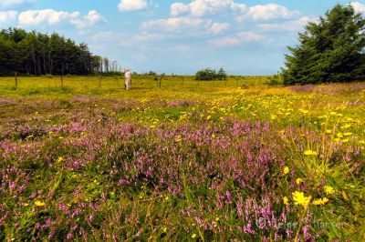 29.07.2024. Røsslyng ved Lista fyr.
I juli-august  blomstrer røsslyngen med sine flotte rødviolette blomster.
Keywords: Lista_fyr