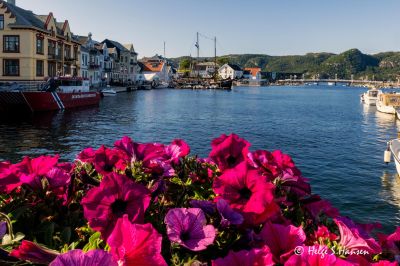 Sommer i Farsund
Petunia.
Keywords: Farsund