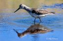 Gluttsnipe_-_Helge_S_Hansen_4836.jpg