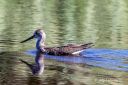 Gluttsnipe_pa_dypt_vann_250825_4841.jpg