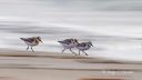 Sandlopere_010926_0637.jpg
