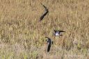 Viper_over_Slevdalsvannet___252903_0791.jpg