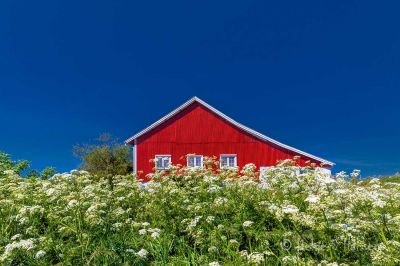 Kviljo i rødt, hvitt og blått. 
(Hipp hipp hurra).
Keywords: Kviljo